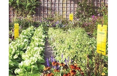 TRAMPA ADHESIVA ATRAPA INSECTOS GREENTRAP