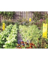 TRAMPA ADHESIVA ATRAPA INSECTOS GREENTRAP