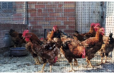 MALLA PLASTICO AVINET GIRS 24X27 R/10MT.