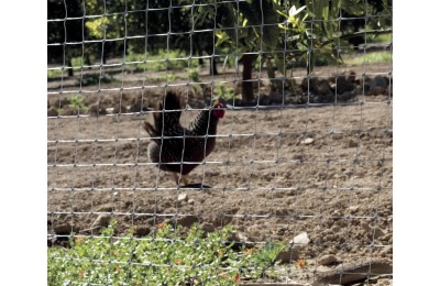 MALLA PLASTICO AVINET GIRS 24X27 R/10MT.