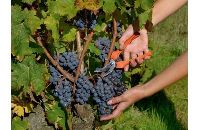 TIJERA VENDIMIA BAHCO P123-19-BULK30