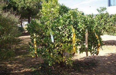 CINTA ESPANTAPAJAROS MIARCO BIM.50X100MT