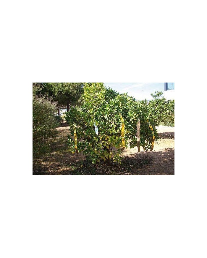 CINTA ESPANTAPAJAROS MIARCO BIM.50X100MT