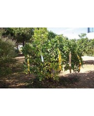 CINTA ESPANTAPAJAROS MIARCO BIM.50X100MT