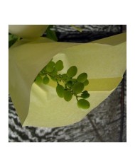 BOQUILLA CON CODO SULFATADORA MATABI AMARILLA 803