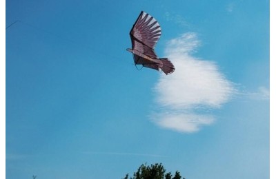 HALCON COMETA AHUYENTA PAJAROS BIKAIN