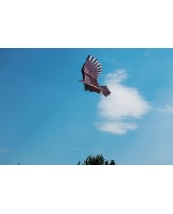 HALCON COMETA AHUYENTA PAJAROS BIKAIN